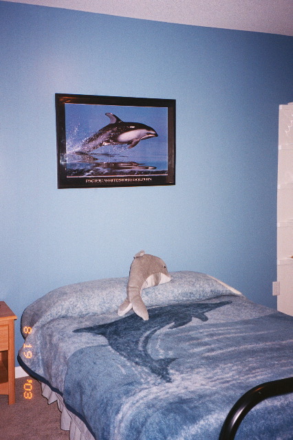 Dolphin room looking good